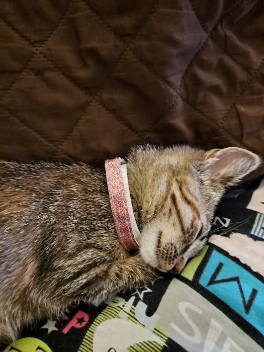 Buddy's Vets - West Picture 5