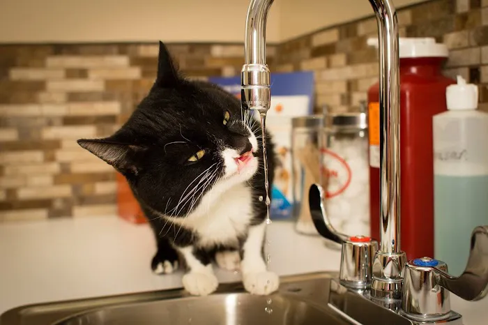 Buddy's Vets - West Picture 6