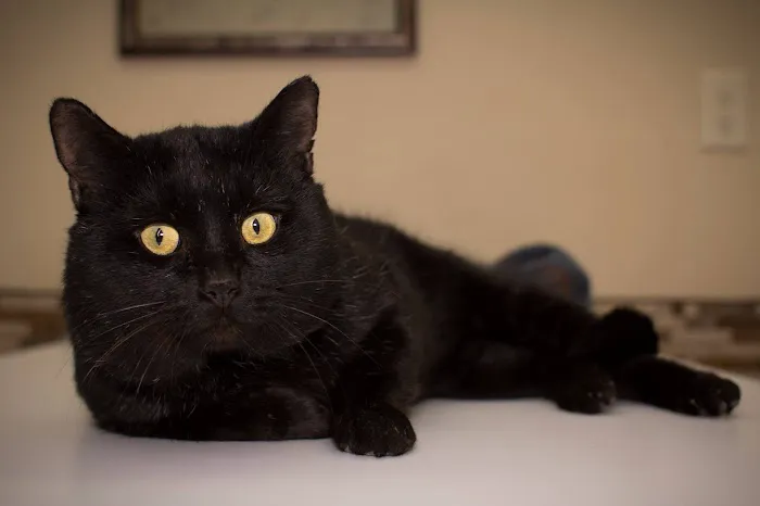 Buddy's Vets - West Picture 7