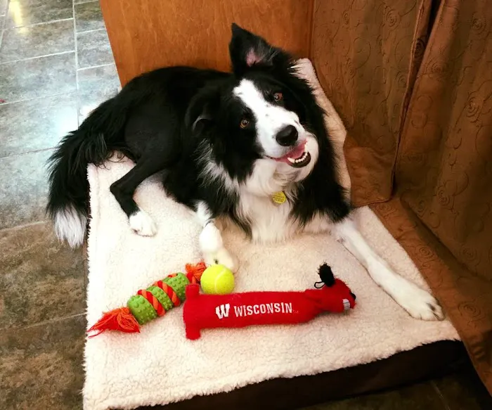 Buddy's Vets - West Picture 8