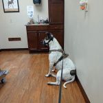 Parkside Animal Care Center