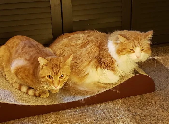 Parkside Animal Care Center Picture 6