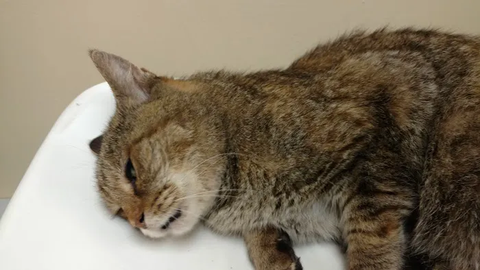 Parkside Animal Care Center Picture 3