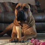 Vetco Total Care Animal Hospital