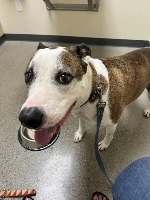 Vetco Total Care Animal Hospital Picture 2