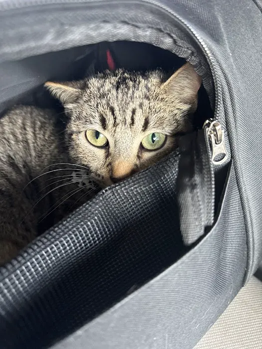 Vetco Total Care Animal Hospital Picture 5