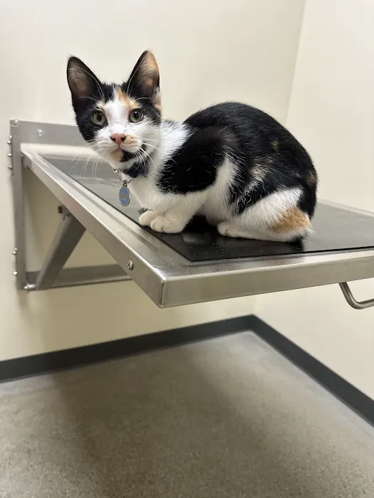 Vetco Total Care Animal Hospital Picture 8