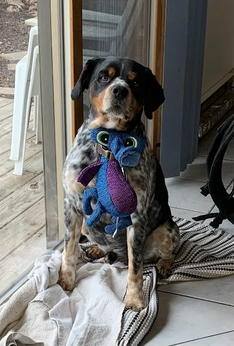 Animal Hospital of Ashwaubenon Picture 6