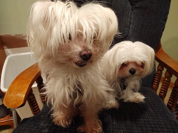 Animal Hospital of Ashwaubenon Picture 1