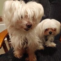 Animal Hospital of Ashwaubenon ico