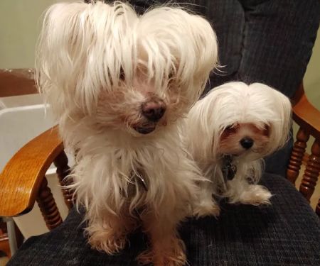 Animal Hospital of Ashwaubenon