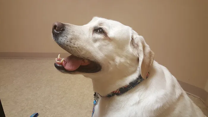 Animal Hospital of Ashwaubenon Picture 5