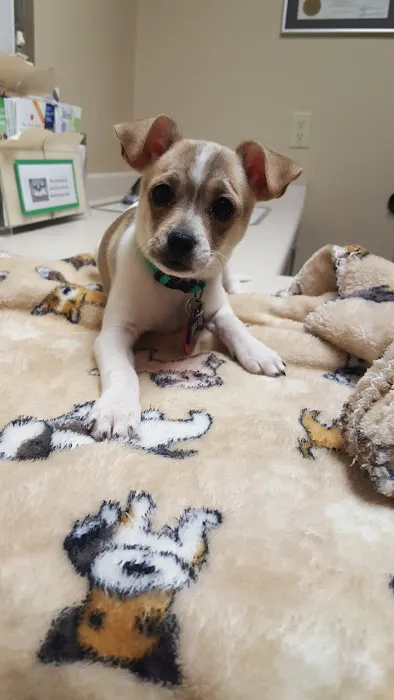 Animal Hospital of Ashwaubenon Picture 3