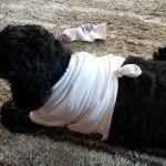 Animal Hospital of Ashwaubenon: Barker Terry DVM