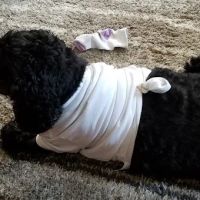 Animal Hospital of Ashwaubenon: Barker Terry DVM ico