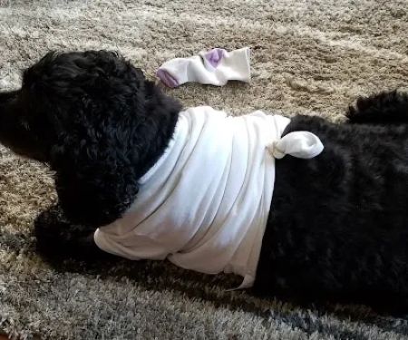 Animal Hospital of Ashwaubenon: Barker Terry DVM