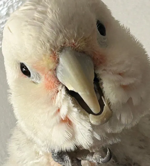 Birddoc.net Picture 2