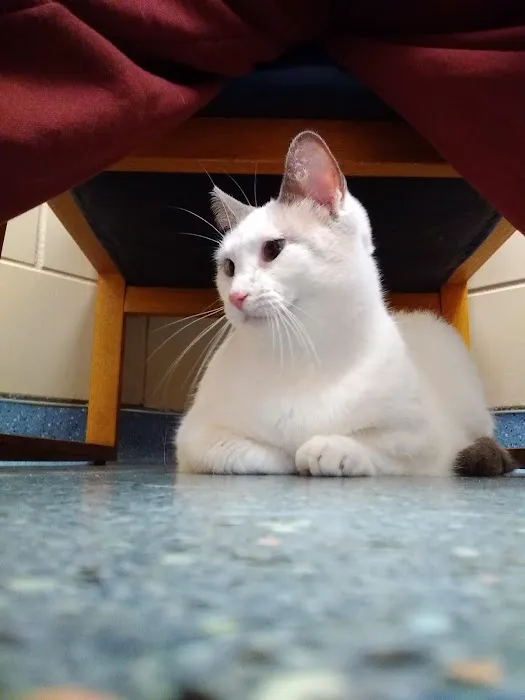 Animal Hospital of De Pere Picture 2