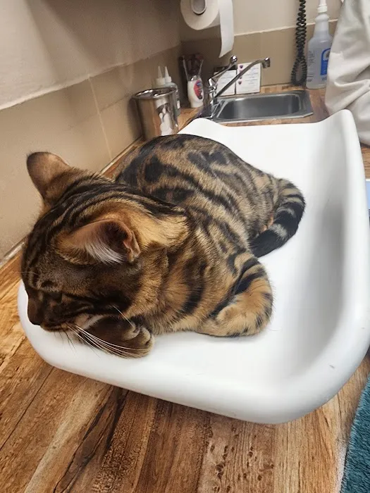 Animal Hospital of De Pere Picture 1