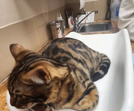 Animal Hospital of De Pere