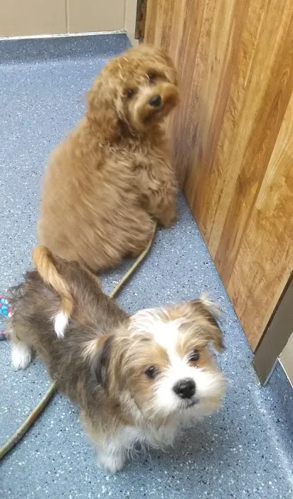 Animal Hospital of De Pere Picture 3