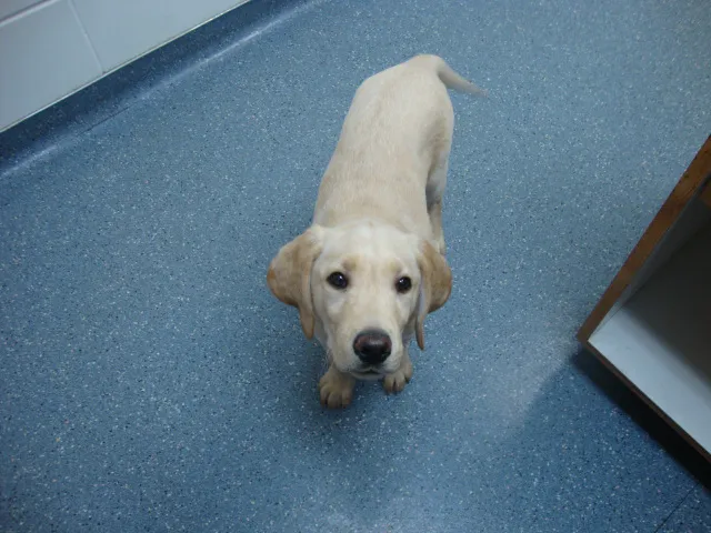 Animal Hospital of De Pere Picture 5