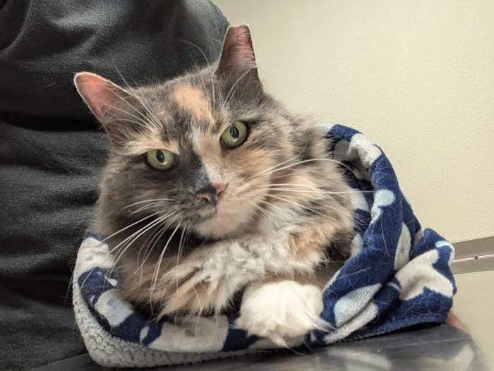 Spring Brook Veterinary Clinic Picture 1