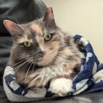 Spring Brook Veterinary Clinic