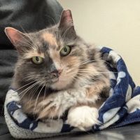 Spring Brook Veterinary Clinic ico