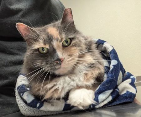 Spring Brook Veterinary Clinic