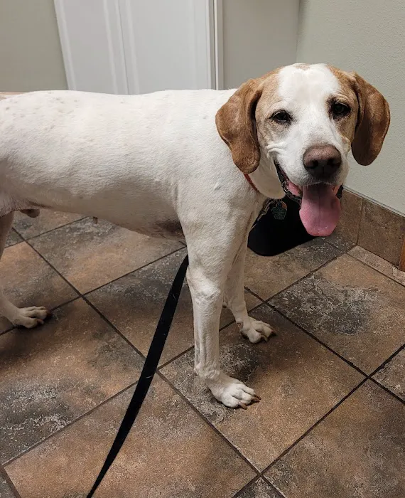 Spring Brook Veterinary Clinic Picture 4