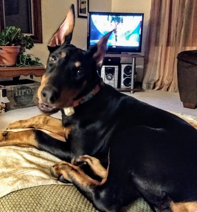 Spring Brook Veterinary Clinic Picture 8