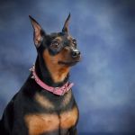 Antigo Veterinary Clinic