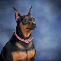 Antigo Veterinary Clinic ico