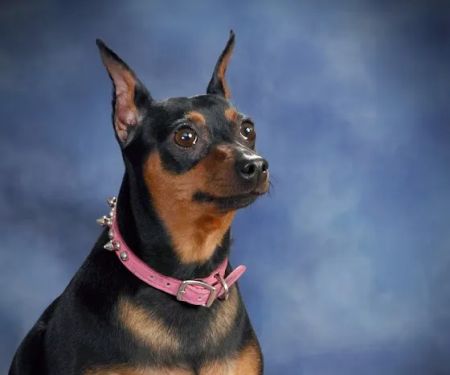 Antigo Veterinary Clinic