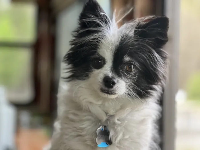 Antigo Veterinary Clinic Picture 4