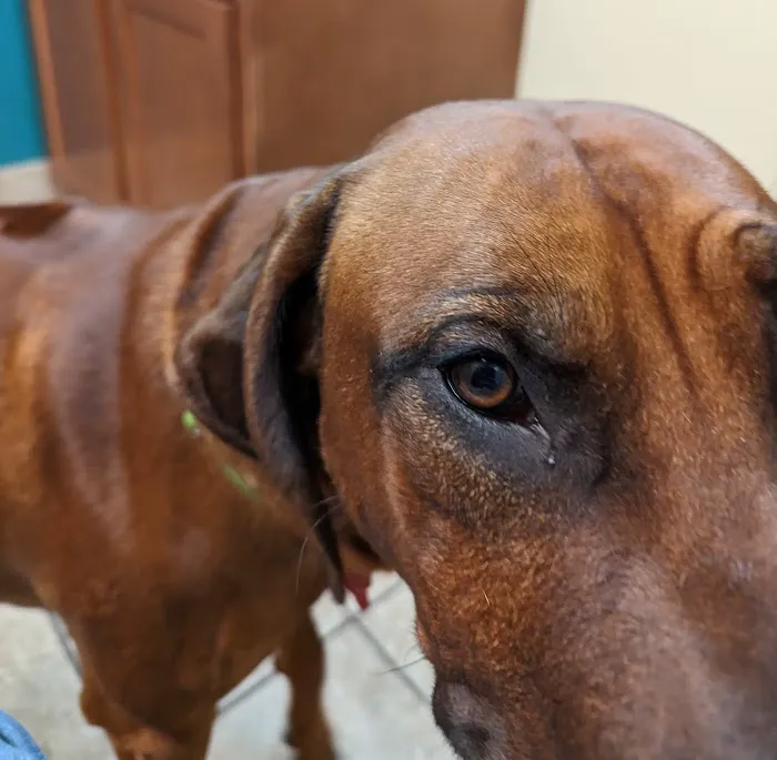 Antigo Veterinary Clinic Picture 6