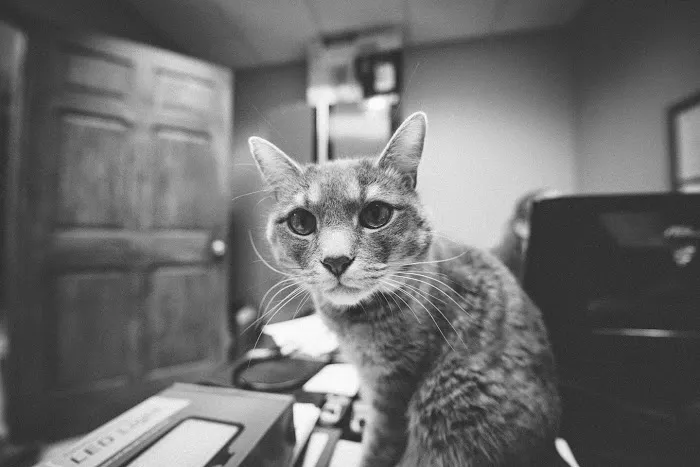 Animal Wellness Center Fond du Lac Picture 4