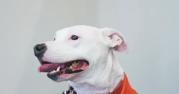 Animal Wellness Center Fond du Lac Picture 6