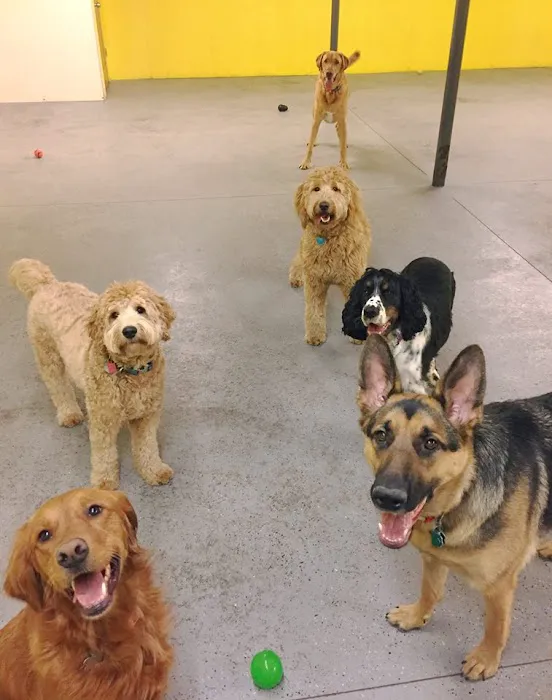 Companion Animal Care Picture 1