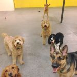 Companion Animal Care