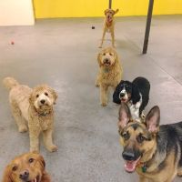 Companion Animal Care ico