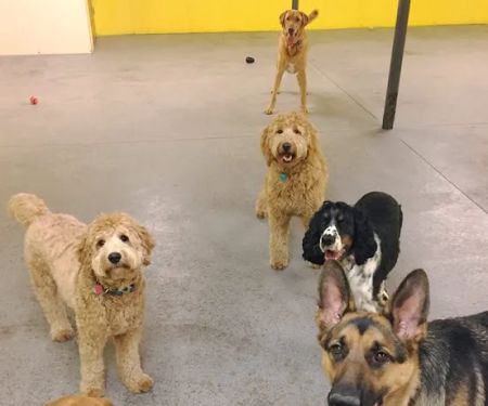 Companion Animal Care