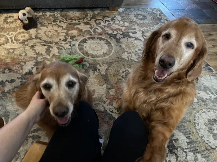 Companion Animal Care Picture 5