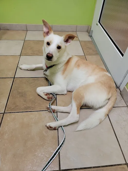 Companion Animal Care Picture 6