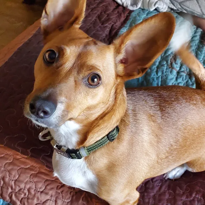 Companion Animal Care Picture 4