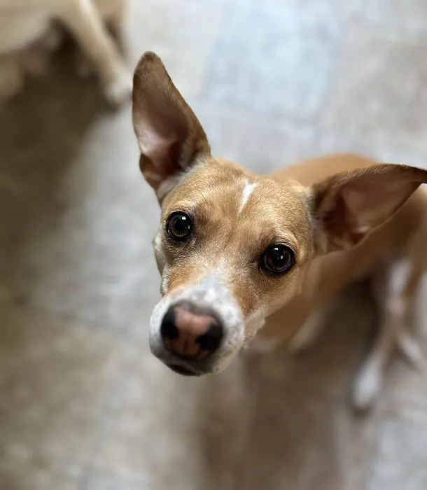 Companion Animal Care Picture 3