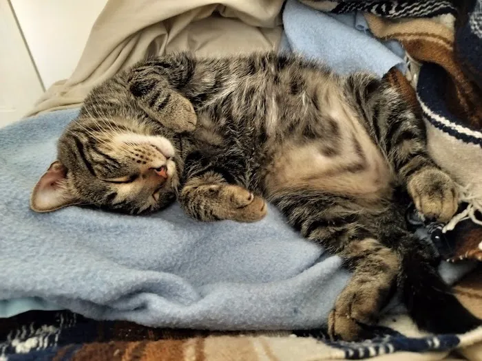 Companion Animal Care Picture 9