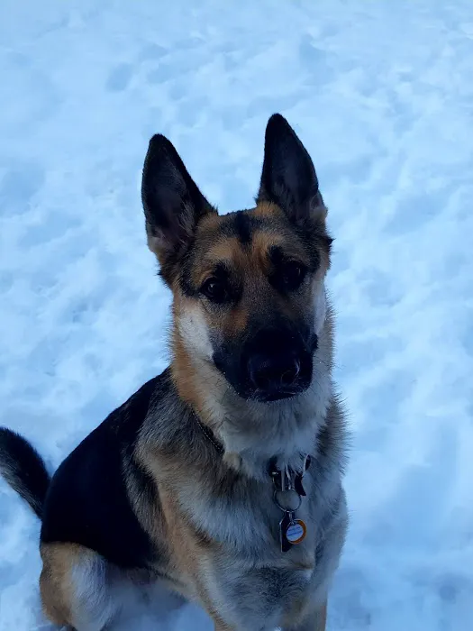 Companion Animal Care Picture 8