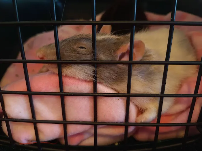 Wyllow Pet Hospital Picture 2